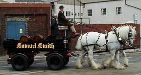 Shire Horses